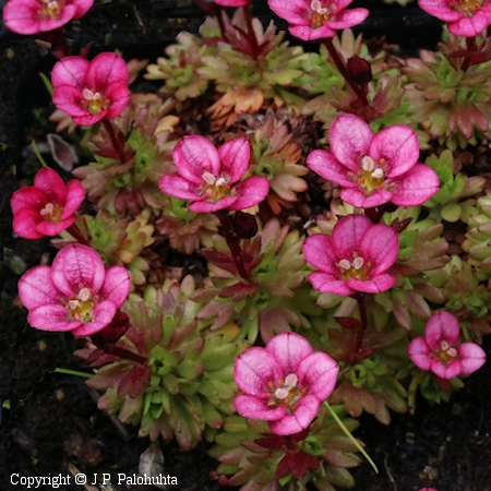 Saxifraga Arendsii-Ryhm� 'Red Midget'